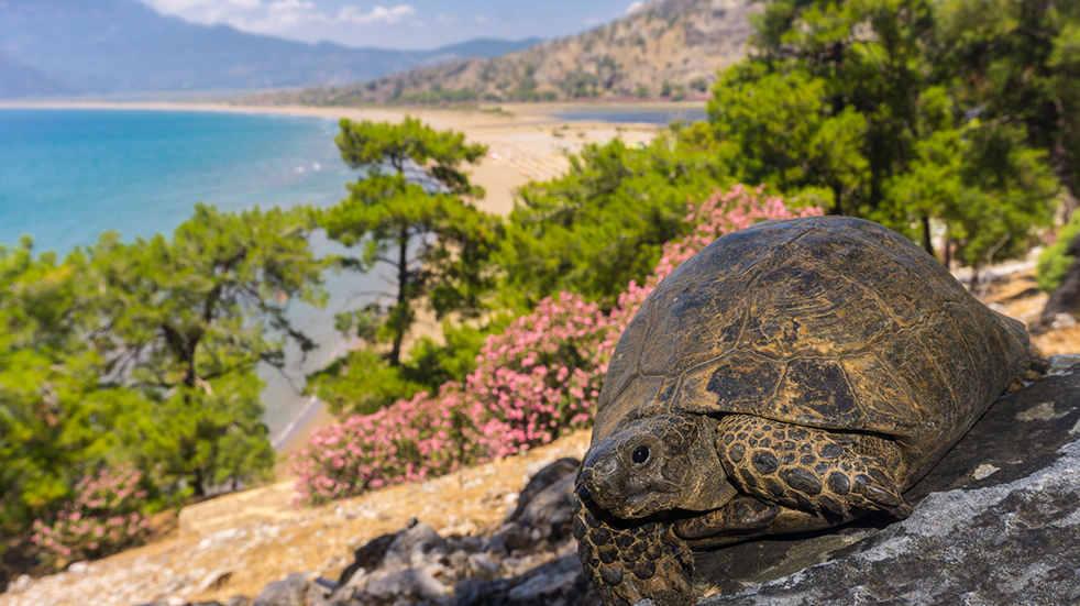 Winter sun holidays Iztuzu Beach Turkey turtles